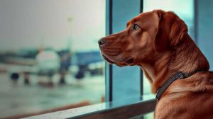 Aena alcanza más de 35 millones de pasajeros en octubre