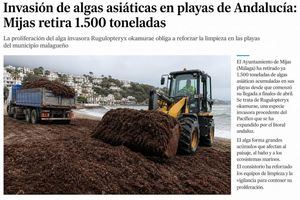 Invasión de algas asiáticas en playas de Andalucía: Mijas retira 1.500 toneladas
