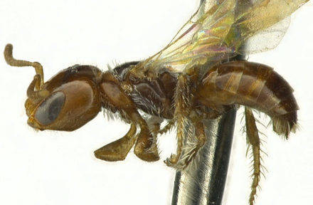 Curiosidades de la naturaleza: las hormibejas