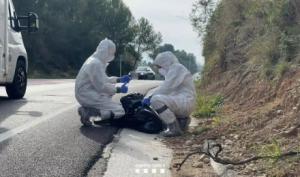 Encuentran 50 jabalíes muertos en el epicentro del brote de peste porcina