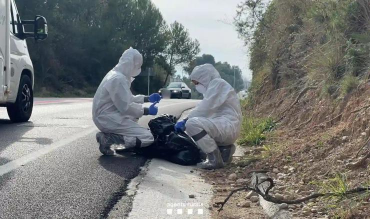 Encuentran 50 jabalíes muertos en el epicentro del brote de peste porcina