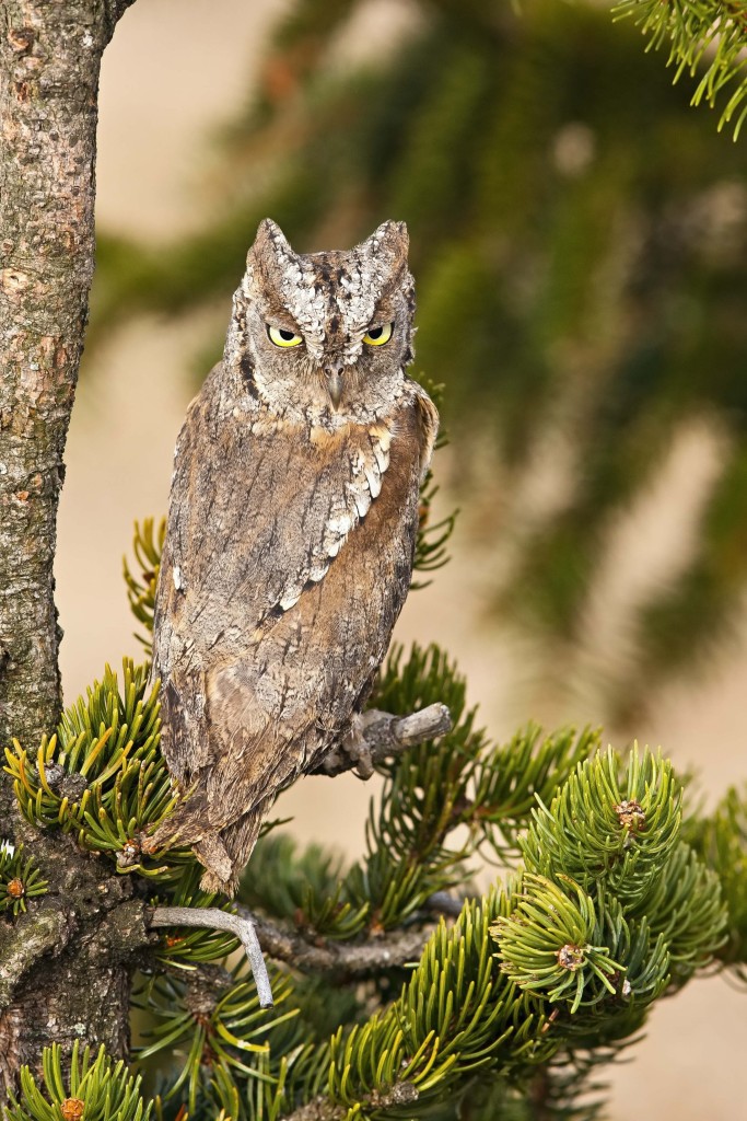Regreso de rapaces migratorias a la península ibérica esta primavera
