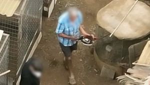 Cinco personas bajo investigación por maltrato animal en Tenerife