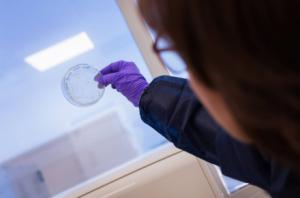 Desarrollan un anticuerpo que neutraliza una peligrosa bacteria hospitalaria sin antibióticos