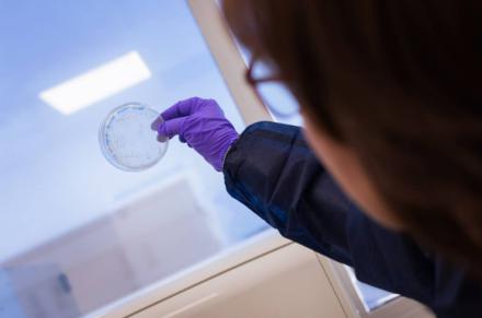 Desarrollan un anticuerpo que neutraliza una peligrosa bacteria hospitalaria sin antibióticos