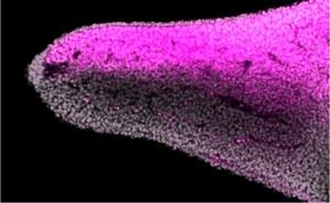 Identifican en peces el mecanismo que explica la asimetría de extremidades en vertebrados