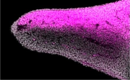 Identifican en peces el mecanismo que explica la asimetría de extremidades en vertebrados