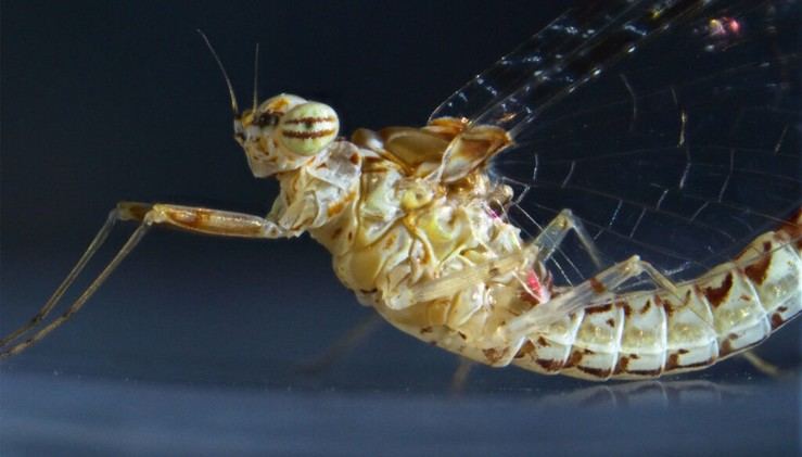 Identifican un mecanismo molecular esencial para la regeneración de tejidos en insectos