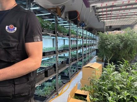 Desmantelan cultivos de marihuana y detienen a dos en Astigarraga y Hernani