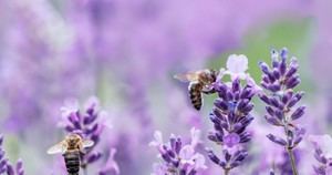 EIOPA destaca avances de aseguradoras en riesgos de biodiversidad y pide mayor colaboración