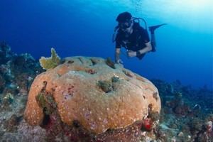 El fin de los arrecifes: Un estudio revela que incluso los corales resistentes no pueden escapar del calentamiento global