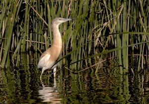 Récord histórico en el censo de aves del Parque Nacional de las Tablas