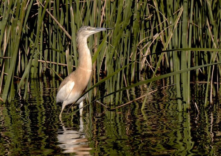 Récord histórico en el censo de aves del Parque Nacional de las Tablas