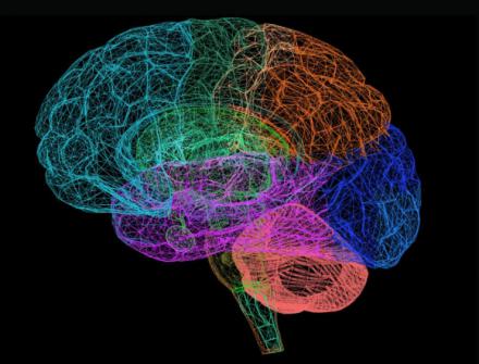 El cerebro elabora mapas mentales más complejos de lo que se pensaba