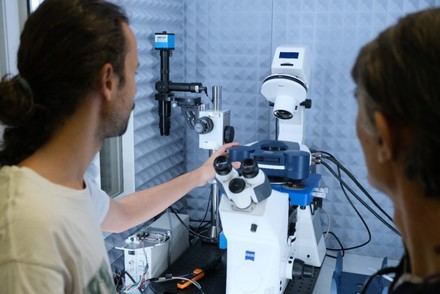CSIC desarrolla una IA para predecir propiedades de células a nivel nanomecánico