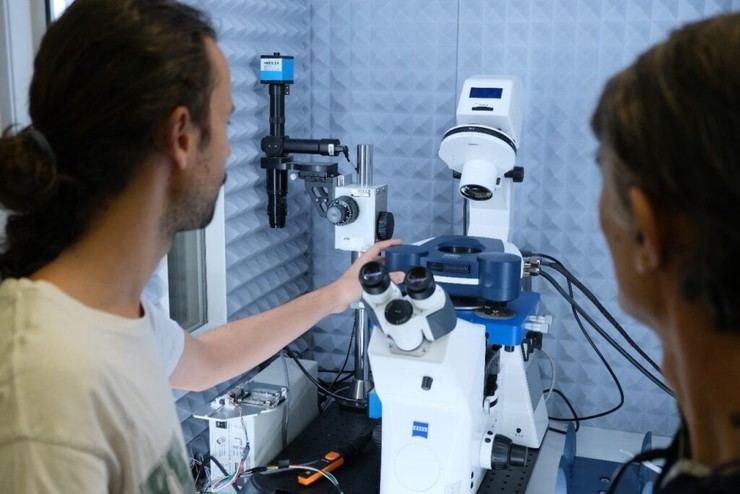 CSIC desarrolla una IA para predecir propiedades de células a nivel nanomecánico