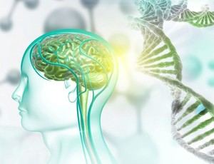 CSIC crea moléculas que corrigen alteraciones genéticas asociadas al autismo