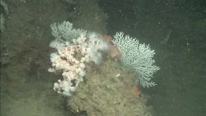 Investigación de fondos marinos en las Islas Chafarinas por OAPN y IEO-CSIC