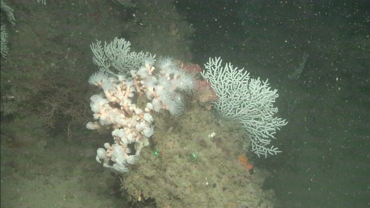 Investigación de fondos marinos en las Islas Chafarinas por OAPN y IEO-CSIC