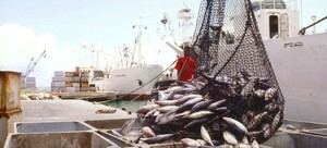 Fraude en la pesca: consumidores engañados y riesgos para la salud