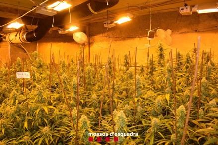 Desmantelan una red criminal de cultivo de marihuana en Lleida y Tarragona
