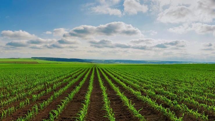 Investigación en Grecia sobre fraude en subsidios agrícolas y corrupción oficial