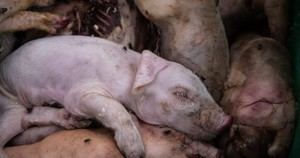 Greenpeace alerta sobre riesgos de cazar jabalíes en la peste porcina africana