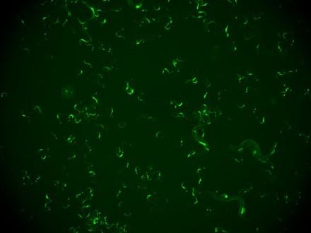 Revelador estudio: ¿Pueden los gusanos enseñarnos a combatir infecciones virales?