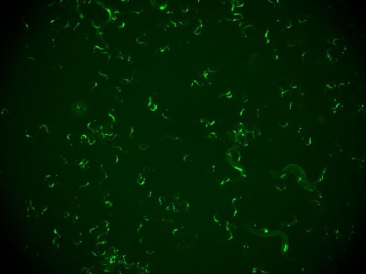 Descubren en gusanos un mecanismo que les permite recordar infecciones virales y defenderse de reinfecciones
