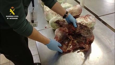 Detenida una pasajera con 15 pangolines muertos en el aeropuerto de Madrid