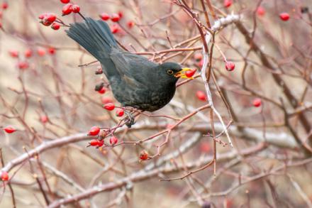 Estudio revela patrones en interacciones ecológicas de plantas y animales