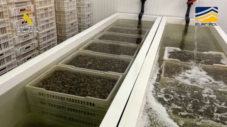 Desmantelan red que traficaba con 7 toneladas de almejas japonesas en Huelva