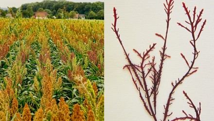 Desarrollan envases biodegradables con harinas y algas en el CSIC