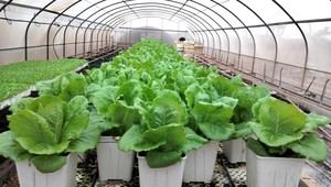 Bioestimulantes y estrés salino mejoran la microbiota en hortalizas