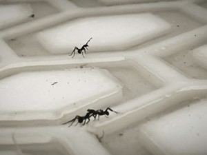 Hormigas: un 'cerebro líquido' impulsa su eficiencia colectiva sin jerarquías