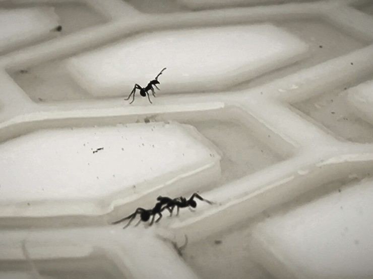 Hormigas: un 'cerebro líquido' impulsa su eficiencia colectiva sin jerarquías