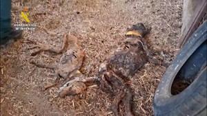 La desgarradora verdad detrás de los 32 perros muertos por inanición en Azuaga