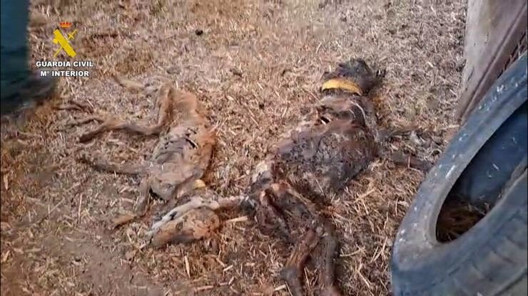 La desgarradora verdad detrás de los 32 perros muertos por inanición en Azuaga