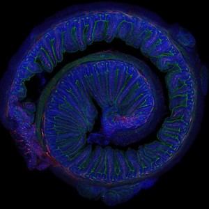 El ejercicio moderado mejora la memoria a través de la microbiota, según un estudio del CSIC