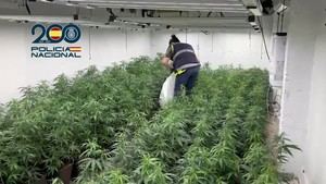Desmantelan red criminal que enviaba marihuana a Irlanda en sacos de pienso