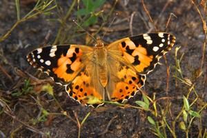 Mariposas migratorias muestran patrones opuestos en cada hemisferio terrestre