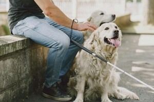 Perros de asistencia podrán acceder a espacios públicos en toda España