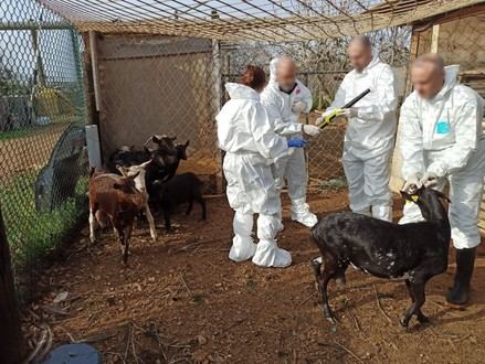 Impactante hallazgo: 84 animales muertos y dos detenidos en una granja irregular de Tarragona