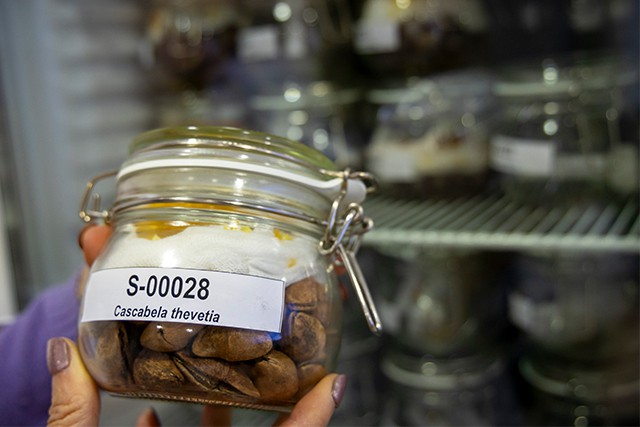 Bancos de semillas: clave para preservar la biodiversidad en peligro