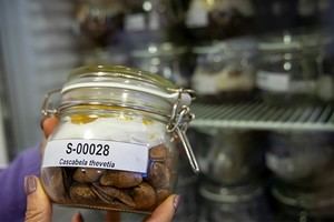 Bancos de semillas: clave para preservar la biodiversidad en peligro
