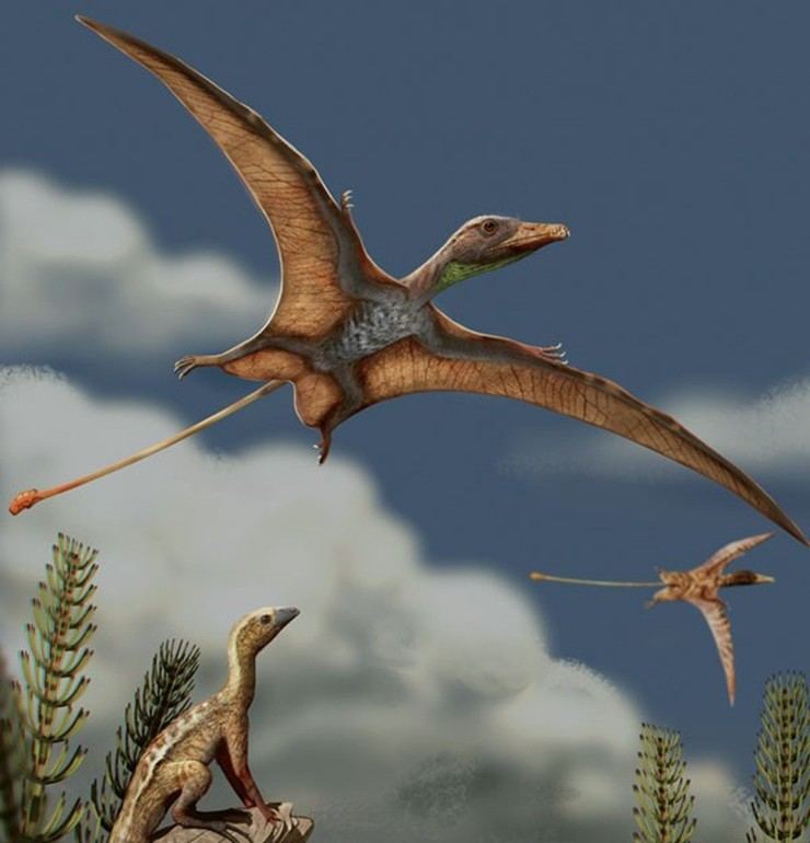 Descubren cómo los pterosaurios desarrollaron su cerebro para volar