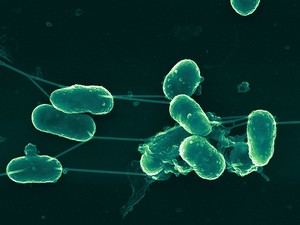 Las bacterias forman comunidades complejas y se comunican, revela Manuel Espinosa