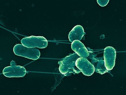 Las bacterias forman comunidades complejas y se comunican, revela Manuel Espinosa