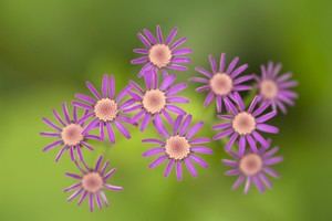Más de un centenar de organizaciones se movilizan por el Día de la Tierra