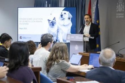 Más del 80% de perros y gatos en refugios carecen de chip identificativo